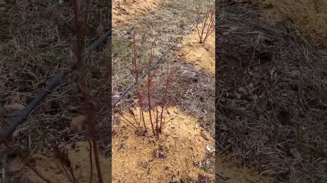 Обрезка голубики весной! Обрезка молодых кустов голубики. #голубика #голубикасадовая #дача #огород