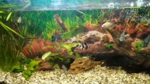 НЕРЕСТЯТСЯ И КУСАЮТСЯ! КУДА ДЕВАТЬ МАЛЬКОВ САПФИРОВЫХ ПОПУГАЕВ? АКВАРИУМ И БАНКА 🤭🤩