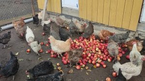 Вот таким варварским способом заставляю кур выходить на прогулку осенью, в любую погоду ☝