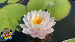 Нимфея Rattana Ubol (Раттана Убол) кувшинка, waterlily, водные растения, пруд