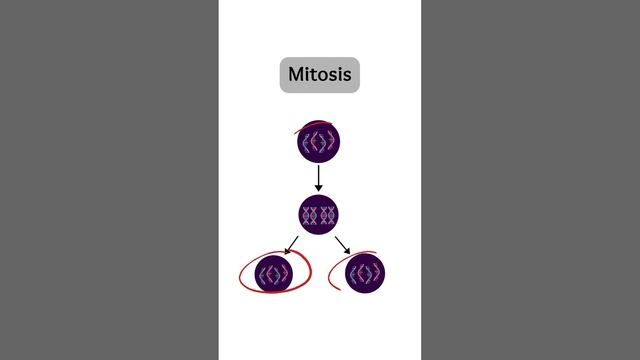 Cell division: Mitosis and Meiosis #education #science #biology #students #study #teacher #facts