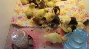 Инкубация индоутиных яиц завершена