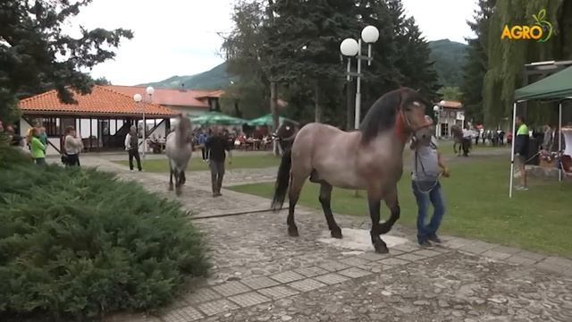 Конете на България: Изложение на Български тежковозен кон в с. Орешак, автор Диана Александрова смотреть онлайн