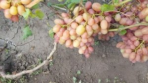 Виноград Гамлет