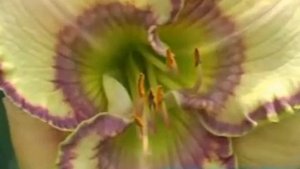 лилейник daylily ROYAL CYPHER.mpg