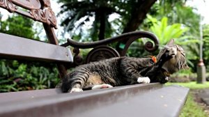 854532-hd_1920_1080_25fps