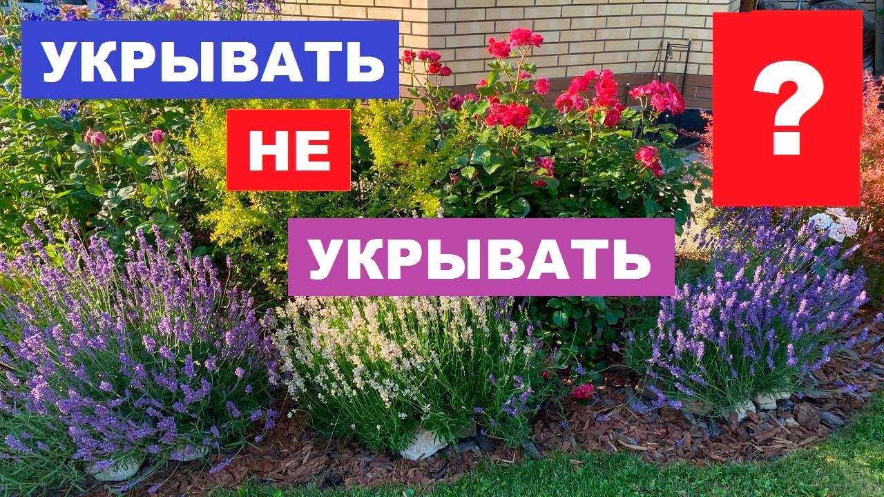 Укрывать не укрывать - вот в чём вопрос!