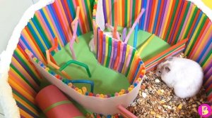 ТОРТИК КВЕСТ из ТРЕХ СЛОЕВ ДЛЯ ХОМЯЧКОВ*** УРА*50000 ПОДПИСЧИКОВ