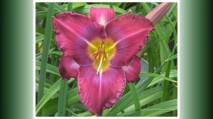 Селекция Мои лилейники 2023 часть 31