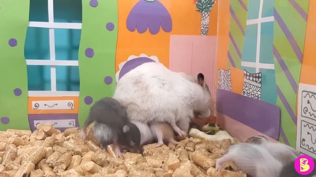 МАЛЕНЬКИЕ ДЕТКИ ХОМЯЧКИ***ОДИН ДЕНЬ МАМЫ БЛОГЕРА смотреть онлайн