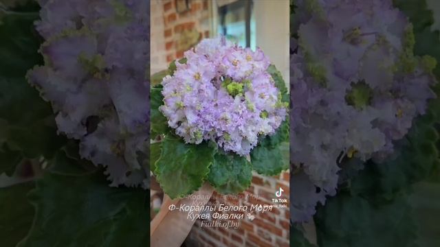 🍒🍒🍒Ф-Кораллы Белого Моря.  Просто "бомбический" сорт