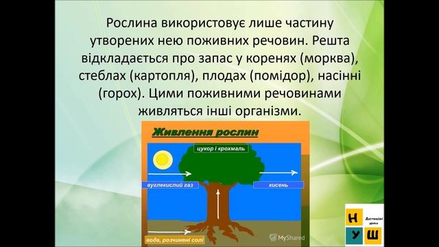Урок 34 ДИХАННЯ І ЖИВЛЕННЯ РОСЛИН. ЯДС 3 клас автор підручника І.Жаркова