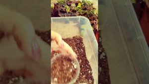 Зефирантес (выскочка). Как правильно посадить луковички.