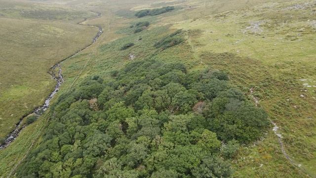 Wistman's Wood смотреть онлайн