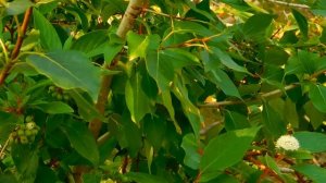 1331382-hd_1920_1080_30fps