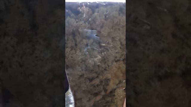 Картина из стабилизированного мха. Начало. Материалы и стоимость смотреть онлайн