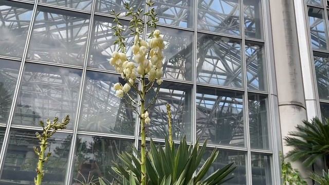 Botanical garden ‘ Beauty of nature, Tokyo,Japan 🎌 смотреть онлайн