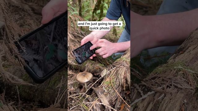 Hot Mushroom Field ID Tip!