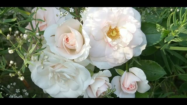 Великолепный сентябрь. Все цветёт и спеет. Шикарная погода, природа и закат. смотреть онлайн