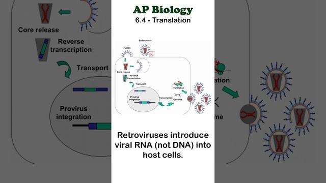 AP Bio - 6.4 Retroviruses #apbiology #moleculargenetics #unit6