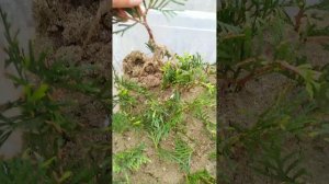 20. Укоренение в песке #туя #черенкованиетуи  #черенкование #укоренениечеренков #черенкованиехвойны