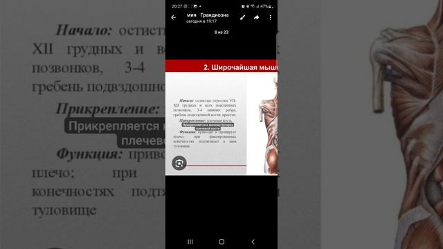 мышцы спины. Поверхностные мышцы спины