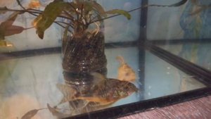 Нерест коридорасов