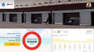 Соревнования Спортивных голубей Паттайя 2024