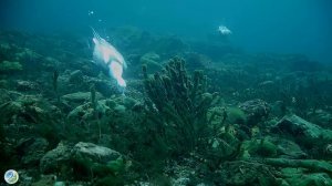 Утка на глубине 5 метров