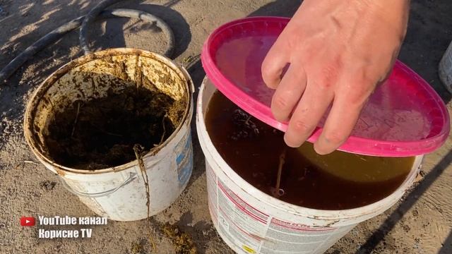Завжди готую це найкраще добриво. Поливаю їм все, врожайність буде величезна