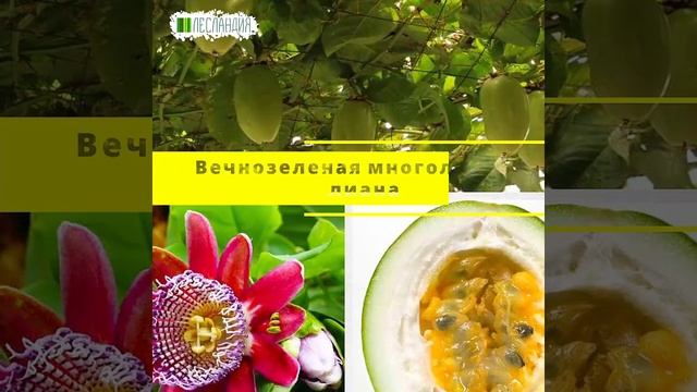 Маракуйя #yf_kak_interesno #экзотическиефрукты #саддачаогород