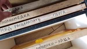 Самый чистый от клеща безрасплодный отводок.