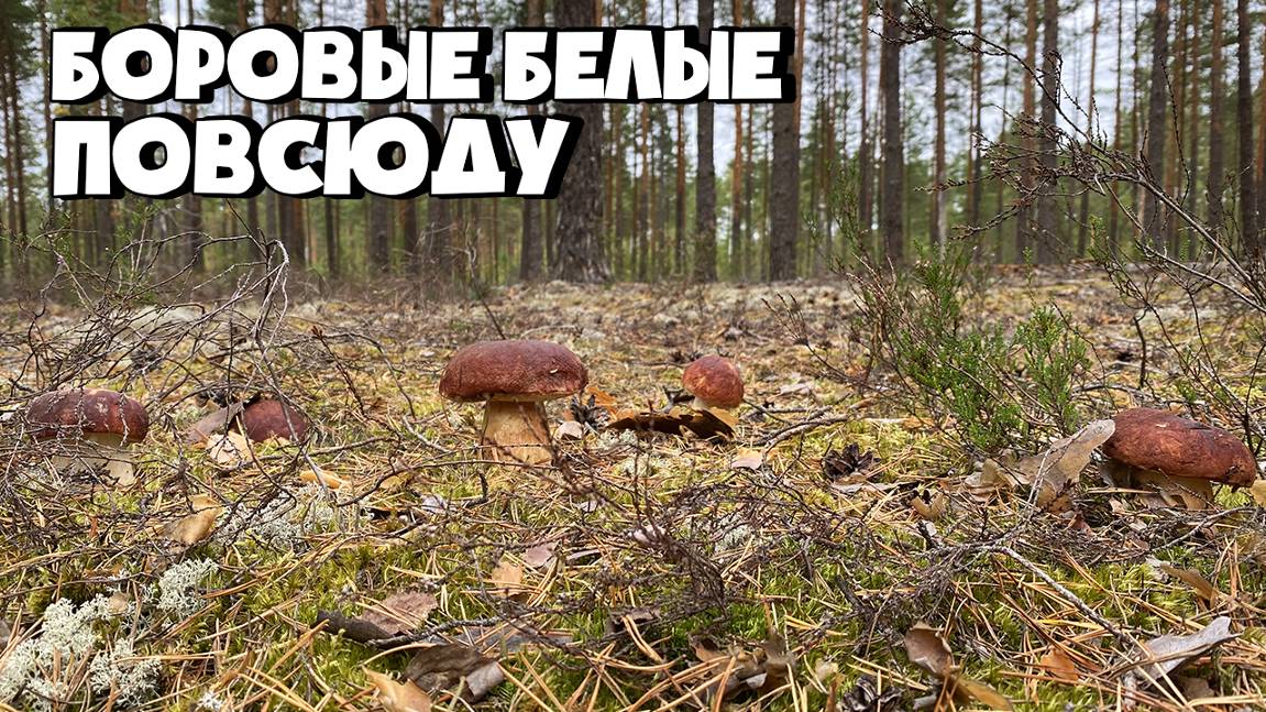 БОРОВЫМИ БЕЛЫМИ И ПОДОСИНОВИКАМИ УСЕЯН ВЕСЬ ЛЕС! смотреть онлайн