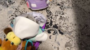 2 и 3 серия сериал сокровища древних руин "отправились в путь. "   и  "покусанные  муха-птицами "