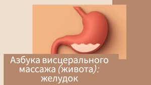 Азбука висцерального массажа (живота): желудок