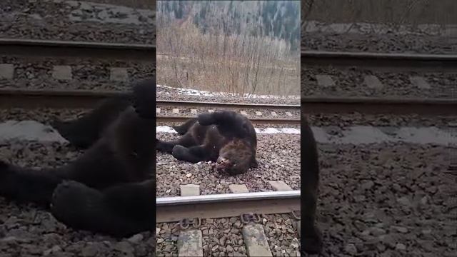 сбили огромного медведя на путях