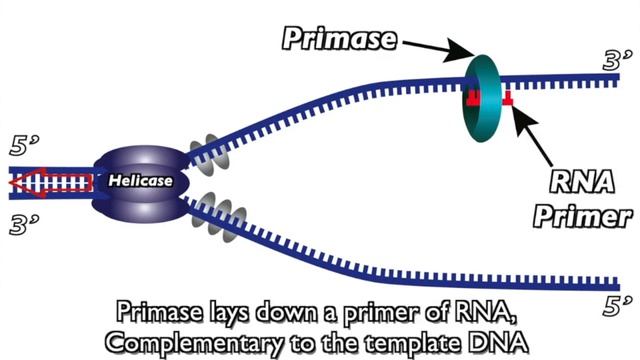 DNA Replication Rap смотреть онлайн