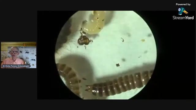 Що за Комахи Шкідники Живуть на кухні та в оселі? Ентомологія. Insects At Home  Beetles, Moths.