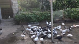 #Pigeons.Про армянских поющих голубей.