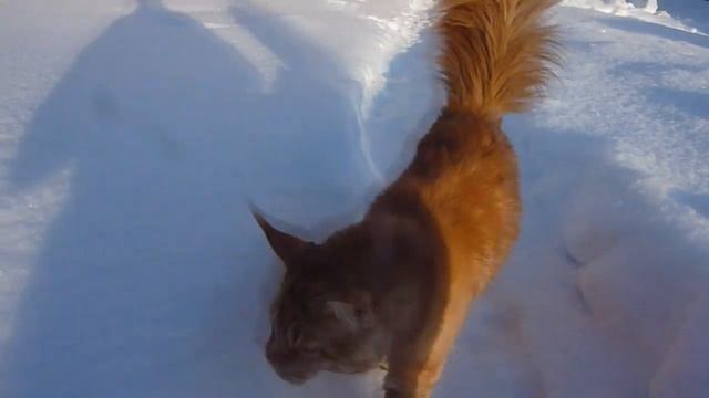 Юпитер на дорожке