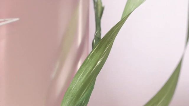 Sculpt the perfect contour with V Shaping Facial Lift смотреть онлайн