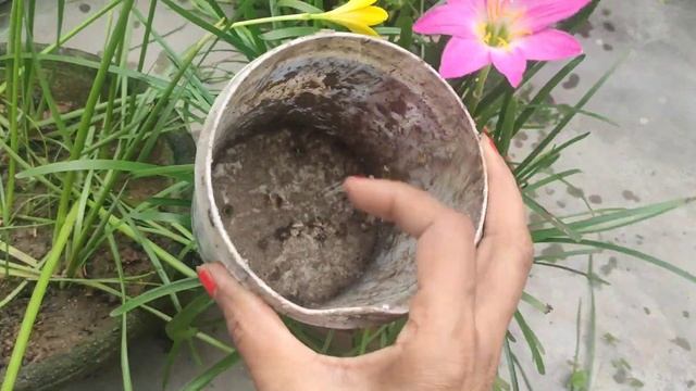Best Flowering Plants In My Garden | Rainy Season Lily Flower Propagation | Full Care & Tips