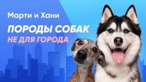 ПОРОДЫ СОБАК НЕ ДЛЯ ГОРОДА / СЕКРЕТЫ ВОСПИТАНИЯ СОБАКИ В ГОРОДСКИХ УСЛОВИЯХ