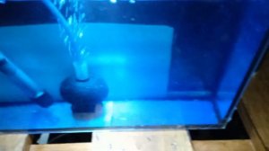 Нерест тернеции... Карп в аквариуме 👀