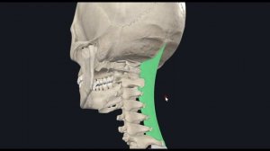 Выйная связка (ligamentum nuchae) 3D Анатомия