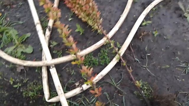 БАРБАРИС ЛЁГКИЙ СПОСОБ РАЗМНОЖЕНИЕ