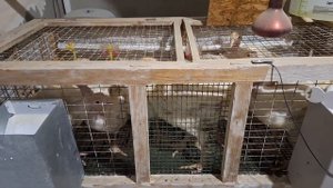 Содержание индюков. Вес и пропойка в месячном возрасте у индюшат.