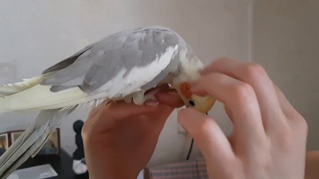 Little bird loves tenderness (Птичка любит нежности)