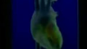 О пользе Щелочной Воды, Щелочная Вода Восстанавливает Организм