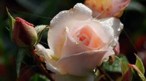 Спикерская Наташи. АП. (Анонимные переедающие). Тема: " Программа - чудо, но не сказка".